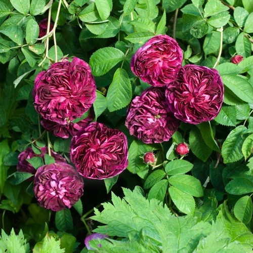 Rosa gallica 'Eveque' - Äädika-kibuvits 'Eveque' C4/4L